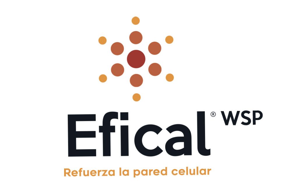 EFICAL WSP – Para asegurar mayor firmeza y calidad postcosecha