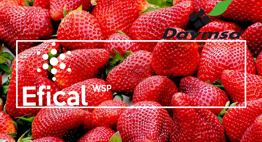Daymsa presents the new applications of EFICAL WSP via irrigation on strawberries