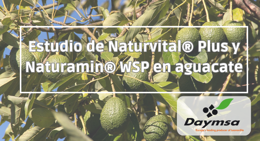 Aumento en rendimiento y calidad en aguacate con Naturvital® Plus y Naturamin® WSP