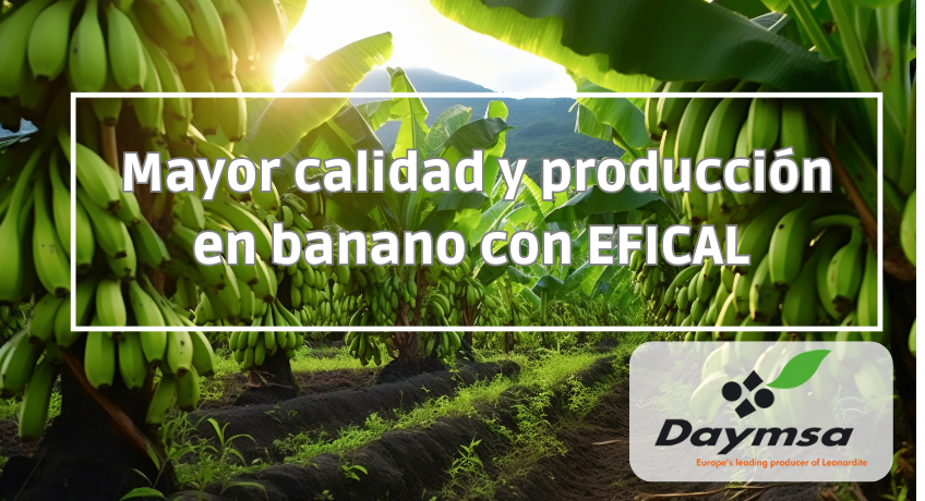 Mayor calidad y producción en banano con EFICAL® WSP