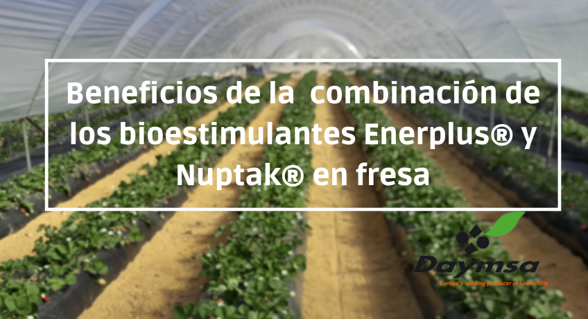 DAYMSA confirma los beneficios de un protocolo combinado de sus bioestimulantes Enerplus® y Nuptak® en fresa