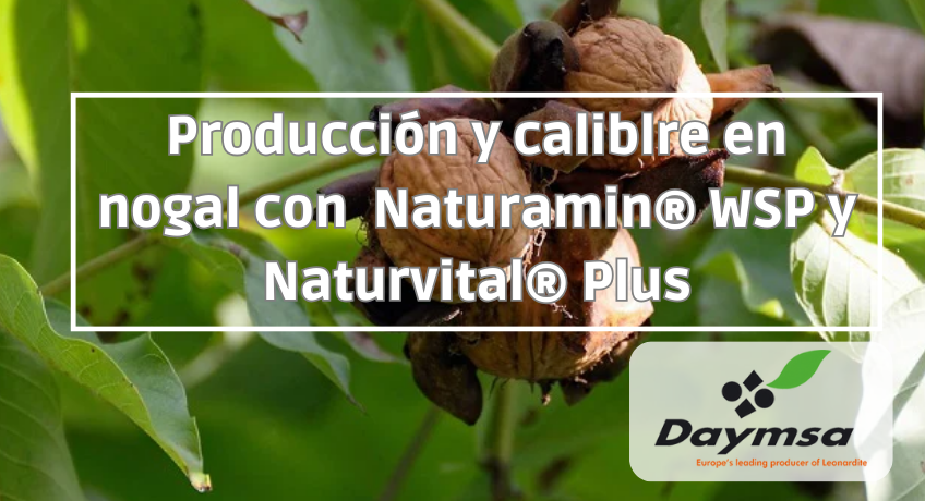 Aumento de la producción y calibre en nogal con Naturamin® WSP y Naturvital® Plus