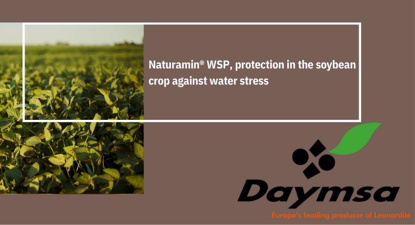 Naturamin® WSP, protection in the soybean crop against water stress