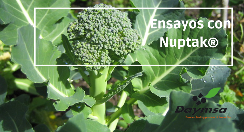 Nuptak® ; microorganismos para la fijación de nitrógeno y bioestimulación en brócoli