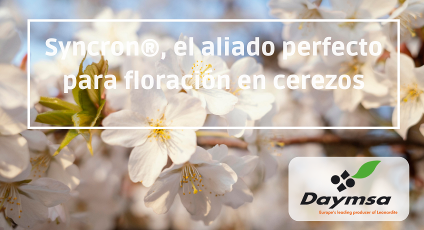 Syncron® de Daymsa, el aliado perfecto para homogeneizar la floración en cerezos