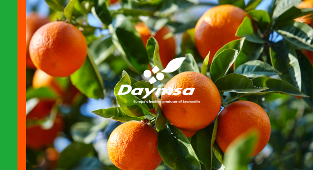 Efecto de Kelpak® sobre la producción de mandarina Orri