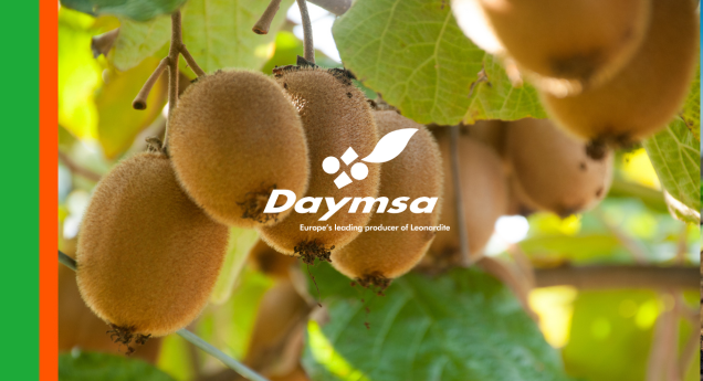 Daymsa presenta un protocolo para potenciar el tamaño de los frutos en kiwi