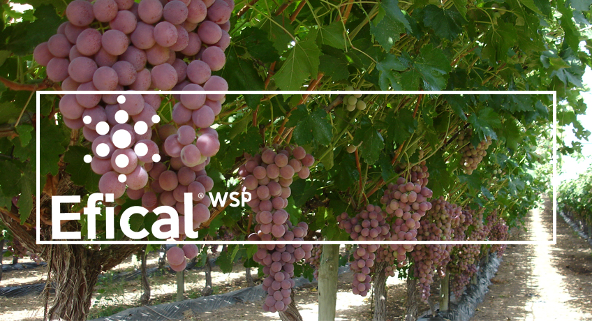 Calcium and quality increase in grapes after application of EficalWSP