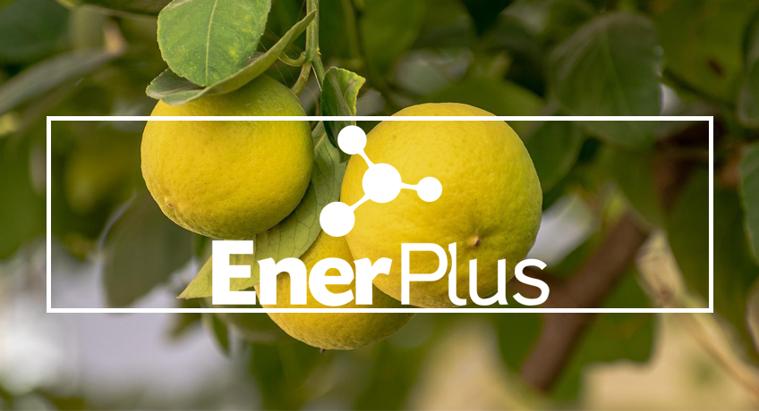 EnerPlus® potencia el desarrollo y estabilidad en el suelo en cítricos