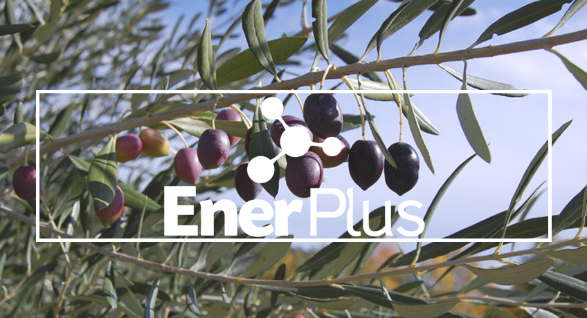 EnerPlus® in olive groves, higher yield and early harvest