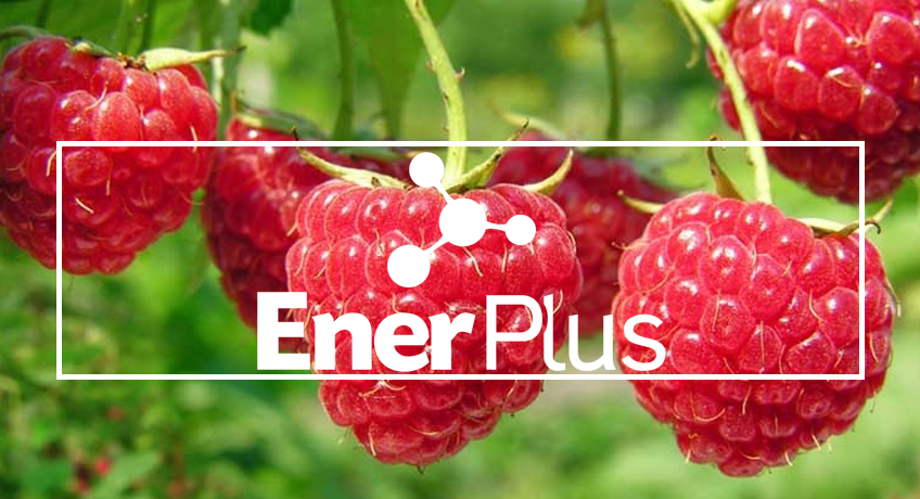 EnerPlus®: life for the ground, optimized nutrition in raspberry