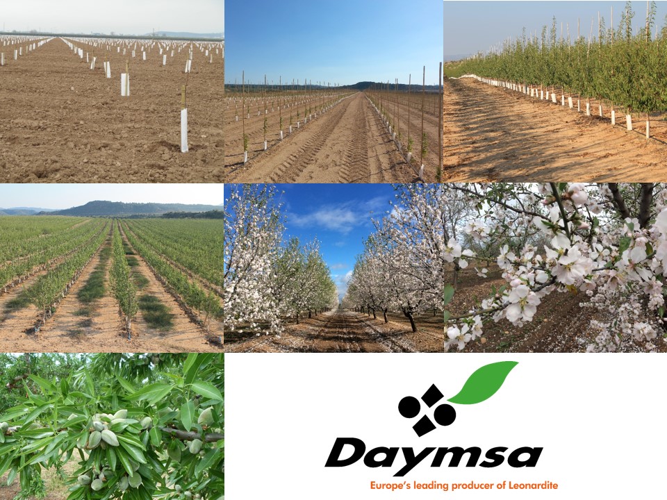 Daymsa´s solutions for superintesive almond tree cultivation