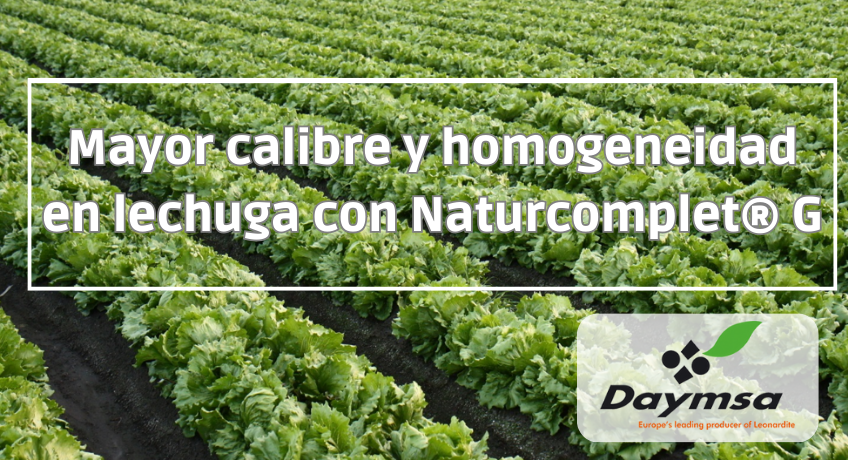 Mayor calibre y homogeneidad en lechuga con Naturcomplet® G