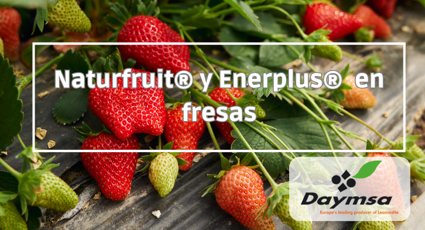 Naturfruit® y Enerplus®, una combinación perfecta para la fresa