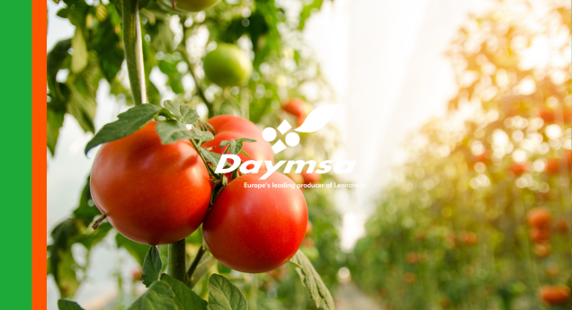 Naturamin® WSP aumenta el rendimiento del tomate y mantiene la producción en condiciones de estrés hídrico