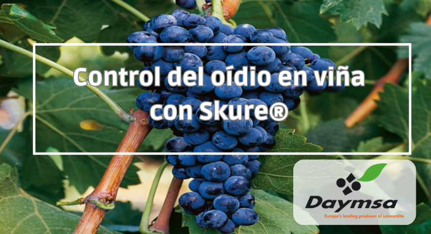 Skure® confirma su eficacia en el control del oídio en viña