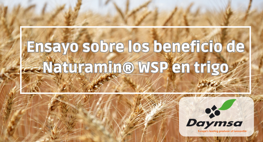 Naturamin® WSP incrementa significativamente la producción de trigo de invierno
