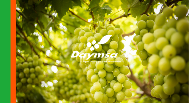 Eficacia demostrada de Naturquel®‑Fe Evolution en la corrección de hierro en uva de mesa